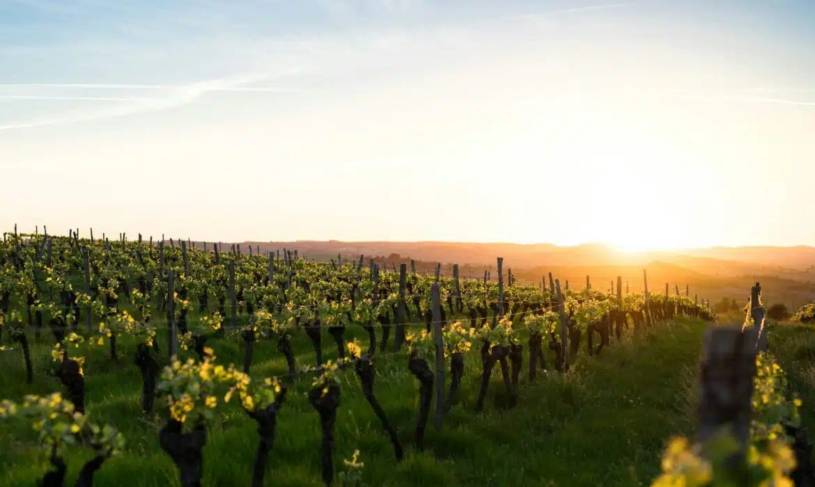 Comment réussir l’association parfaite entre vos plats et vos vins ?