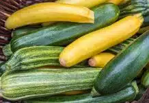 Tout savoir sur la courgette jaune